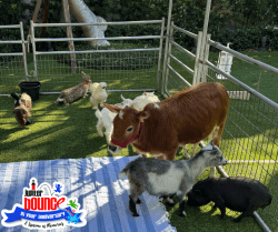 Petting Zoo
